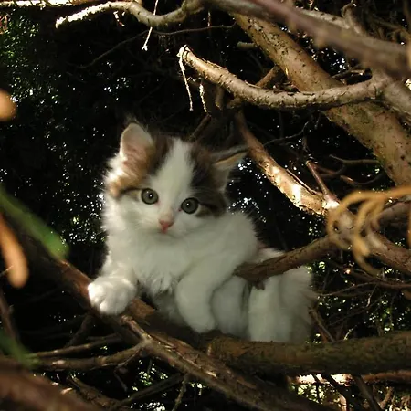 Affittacamere Landgasthof Ledererwirt 3*