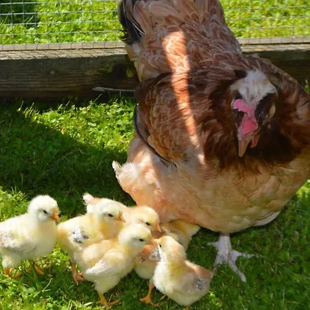 Landgasthof Ledererwirt 3* Ebbs