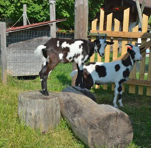 Landgasthof Ledererwirt 埃布斯镇