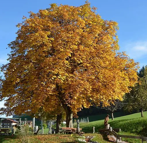 Landgasthof Ledererwirt 招待所 3*