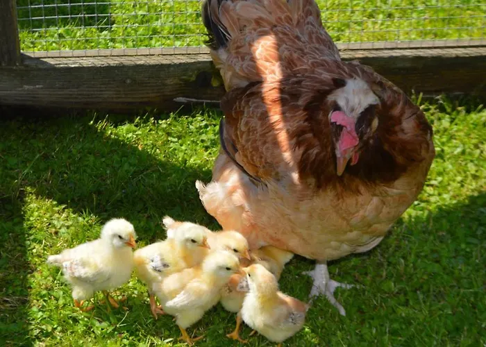 Landgasthof Ledererwirt 3* 埃布斯镇