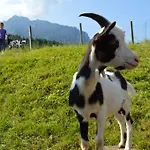 Landgasthof Ledererwirt