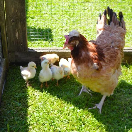 Maison d'hôtes Landgasthof Ledererwirt